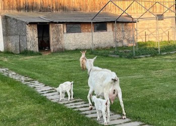 Pensiunea ,,La struti"