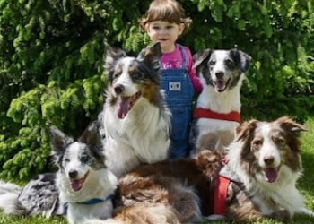 Adulmecătorii - Pensiune canina si scoala de dresaj Sibiu